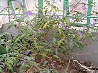 Solanum pyracanthos (fam Solanacees) (Madagascar) (ph Lyon, Parc de la tete d'or) (1) (Photo F. Mrugala)